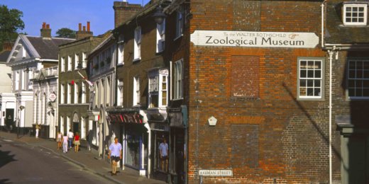 A street view showcasing a building with a sign that reads "Zoological Museum." The scene features historic architecture and people walking along the sidewalk on a sunny day.