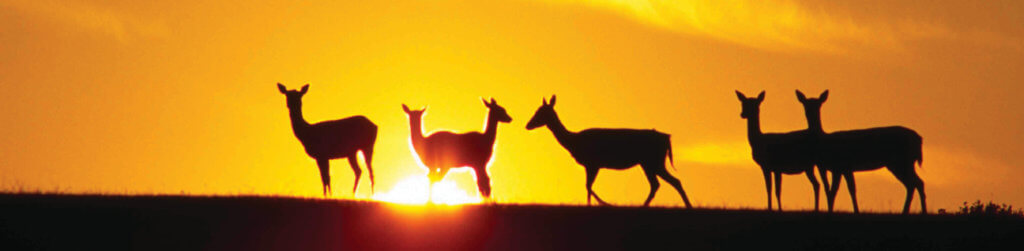 deer at sunset