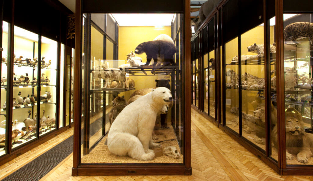 A museum display featuring taxidermied animals in glass cases, including a seated polar bear