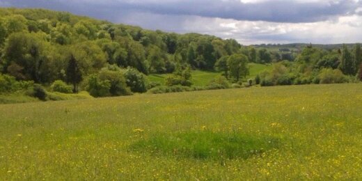 A lush green landscape featuring a wide field dotted with yellow flowers, bordered by dense trees under a cloudy sky. The scene conveys a peaceful, natural setting.