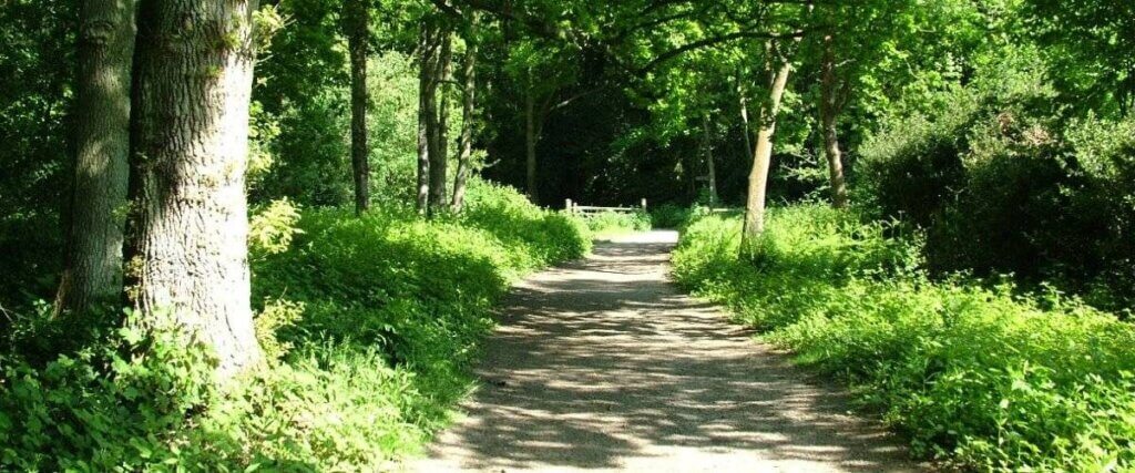 A serene, wooded path winds through vibrant green foliage, flanked by trees and overgrown grass, inviting peaceful exploration in a lush natural setting.