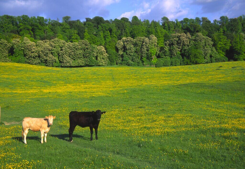 Two calves, one light brown and one black, stand in a vibrant green field covered with yellow flowers. A lush tree line in the background adds a scenic touch to the pastoral landscape under a partly cloudy sky.