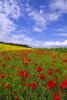 A vibrant field of red poppies stretches across the foreground, surrounded by lush green grass under a bright blue sky filled with fluffy white clouds. The scene captures the beauty of nature in full bloom.